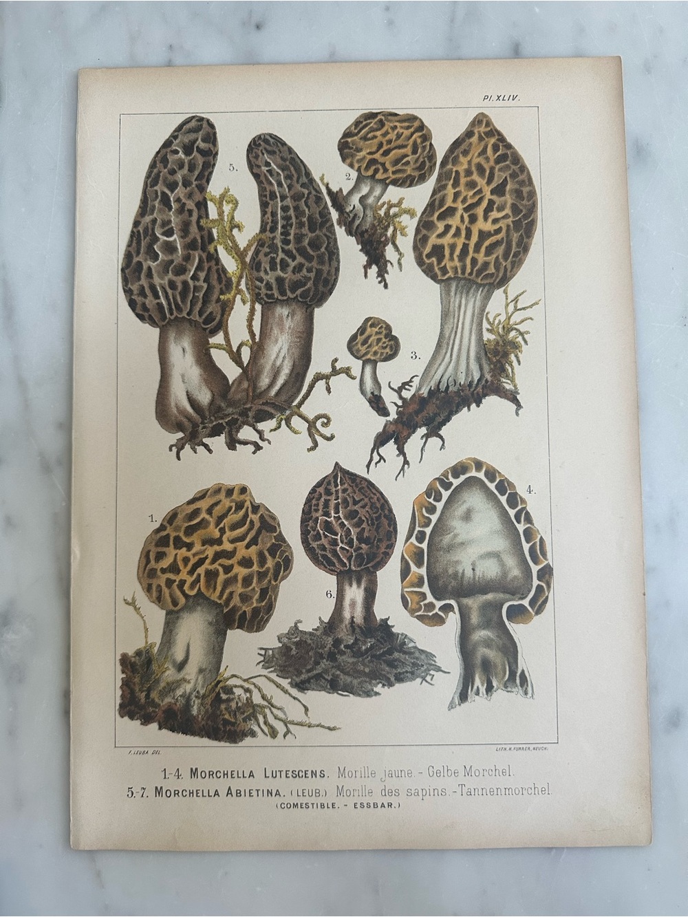 1890 Fritz Leuba Mushrooms Chromolithograph Plate